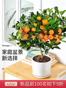 金桔树带果发货盆栽地栽树苗四季开花结果可食用耐寒植物阳台盆景