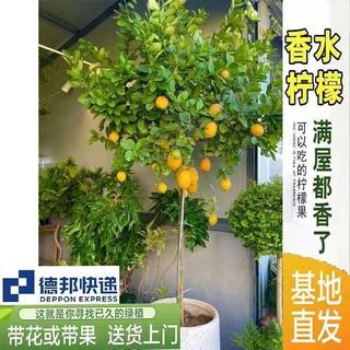 食用高杆香水柠檬树盆栽绿植物大型室内客厅植物阳台庭院四季好养