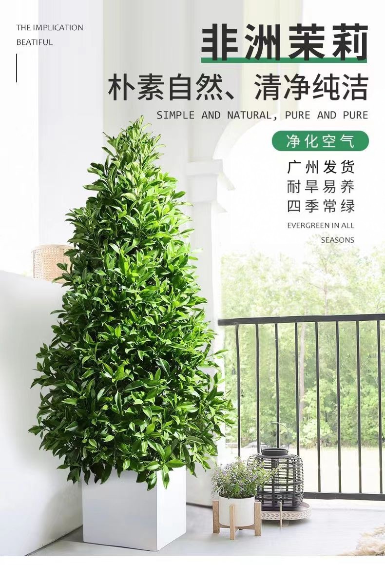 华盈园艺非洲茉莉花树庭院客厅大型花卉盆栽植物四季常绿净化空气,鲜花速递/花卉仿真/绿植园艺,绿植,淘宝优惠券,粉丝福利购,淘宝优惠卷