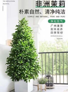 非洲茉莉庭院净化空气四季常绿