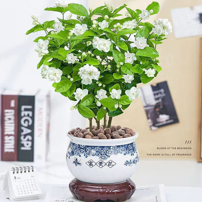 茉莉花带花苞浓香型驱蚊庭院花卉