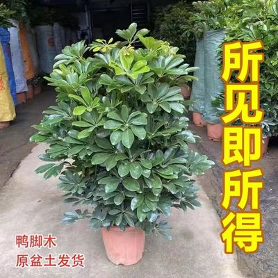 吸甲醛大型八方来财树鸭脚木盆栽