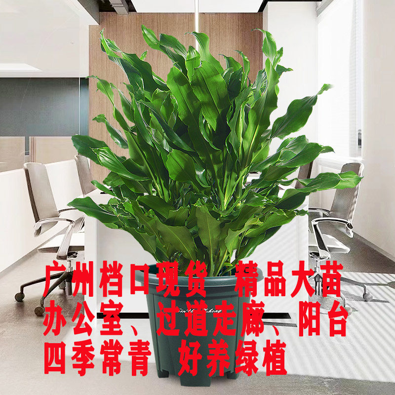 大型螺纹铁盆栽植物花卉室内外庭院走廊办公室阳台四季常青绿植物,鲜花速递/花卉仿真/绿植园艺,大型绿植/成品组合盆栽,淘宝优惠券,粉丝福利购,淘宝优惠卷
