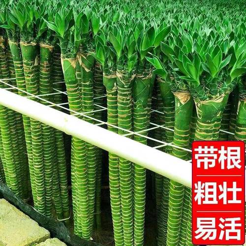 带根文昌竹龙竹富贵竹水培植物