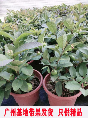 番石榴盆栽带果发货四季结果树苗