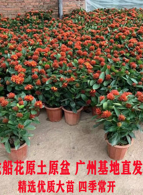 龙船花四季常青带花苞好养绣球花