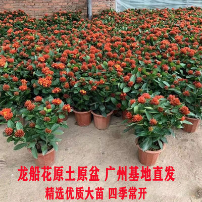 龙船花四季开花带花苞好养绣球花