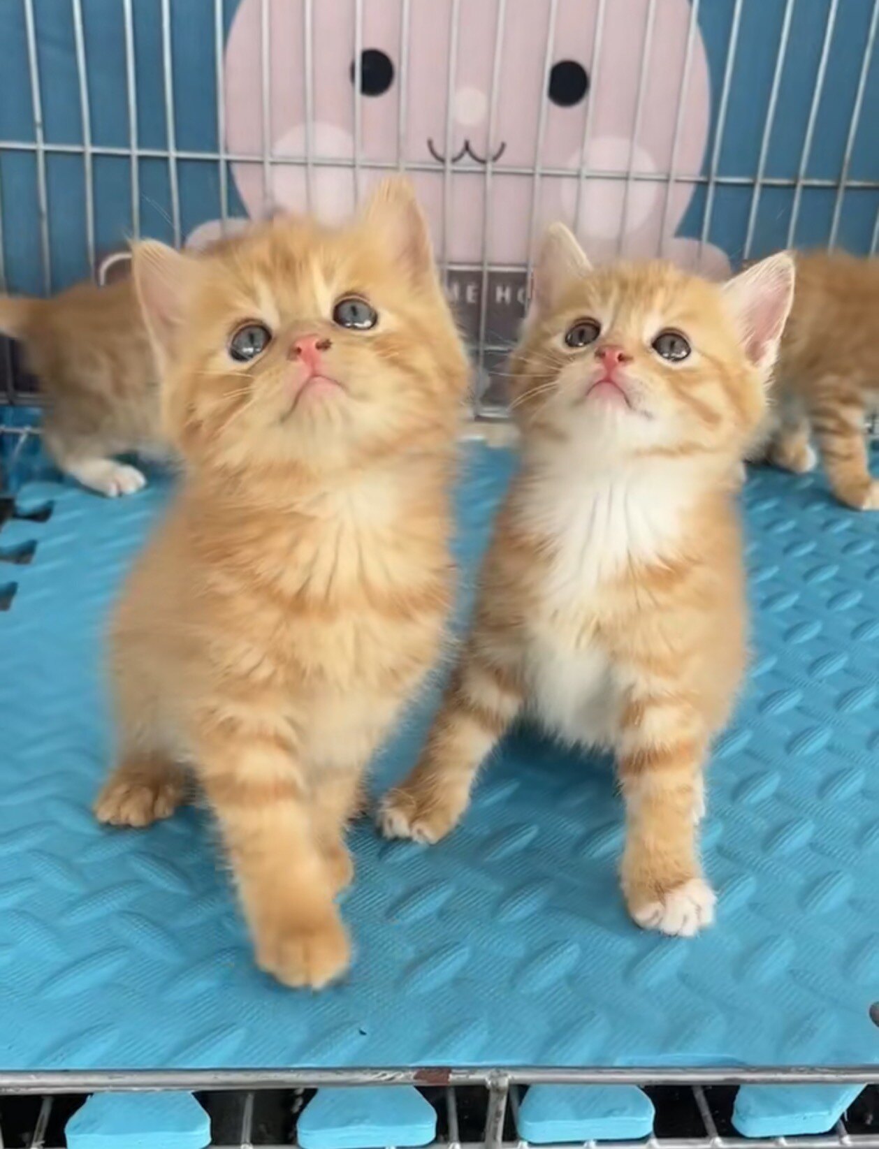 田园猫活体小橘猫幼猫黄白猫纯家养小奶猫可以抓老鼠的家猫