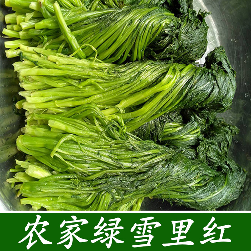 新腌制雪里红青雪里蕻下饭咸菜
