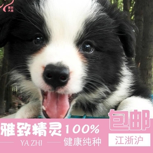 萨摩耶 犬舍 黑白边牧犬 边牧 纯种血统 活体狗 幼犬 边境牧羊犬