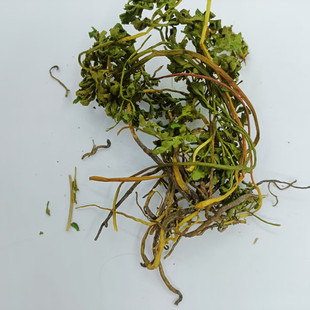 贵州中药材阴地蕨一朵云花蕨独立金鸡独脚蒿冬草郎萁细辛高山干货