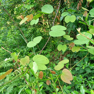 贵州中药材新鲜羊蹄甲根紫花羊蹄甲玲甲花马蹄叶羊爪风羊脚藤干根