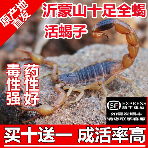 蝎子活虫沂蒙山十足全蝎食用药用