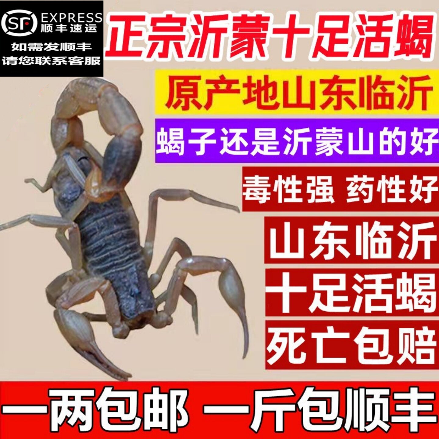 沂蒙山野性十足全蝎活体蝎子全虫