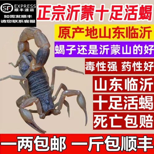 沂蒙山野性十足全蝎活体蝎子全虫