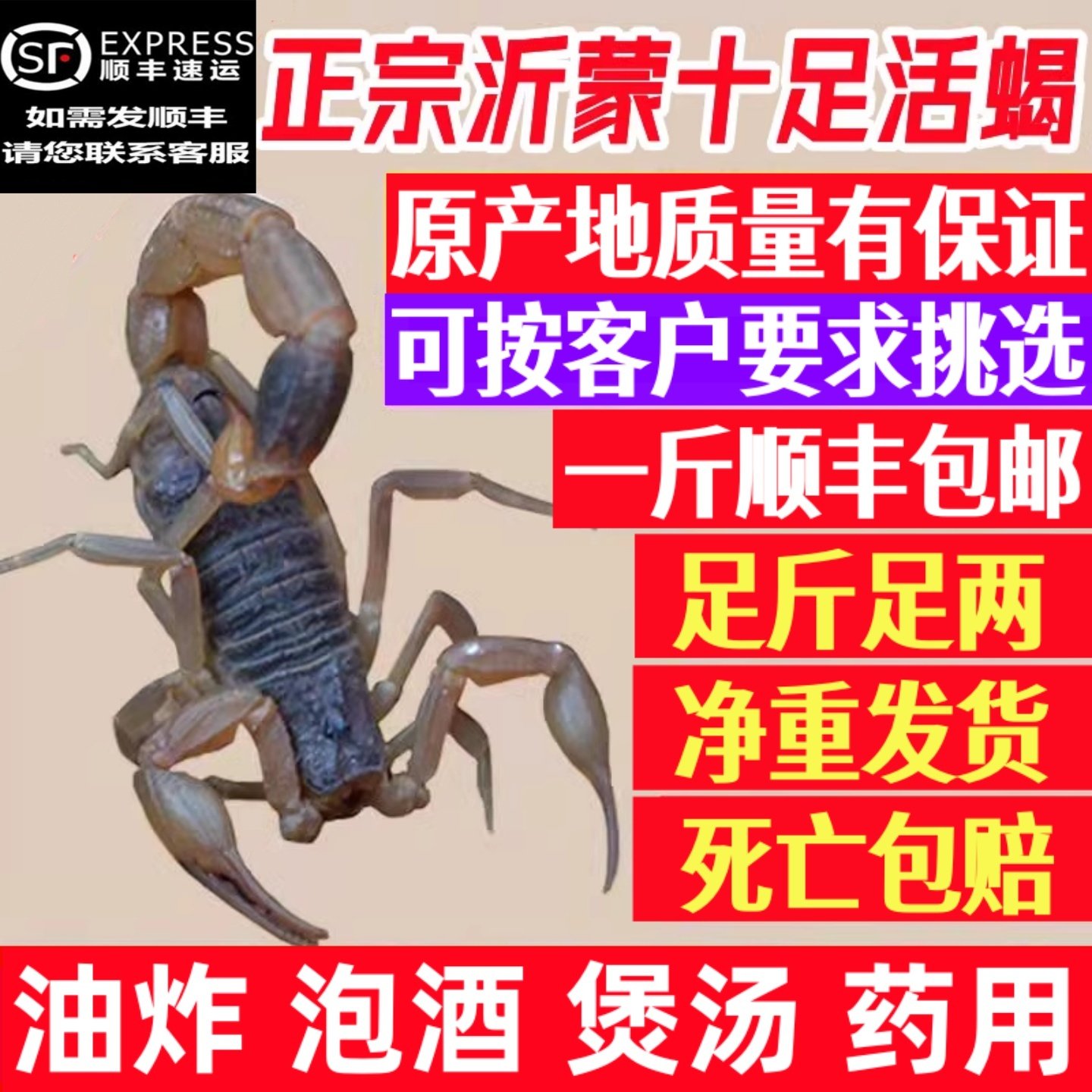 活体按斤沂蒙十足沂蒙全蝎活蝎子