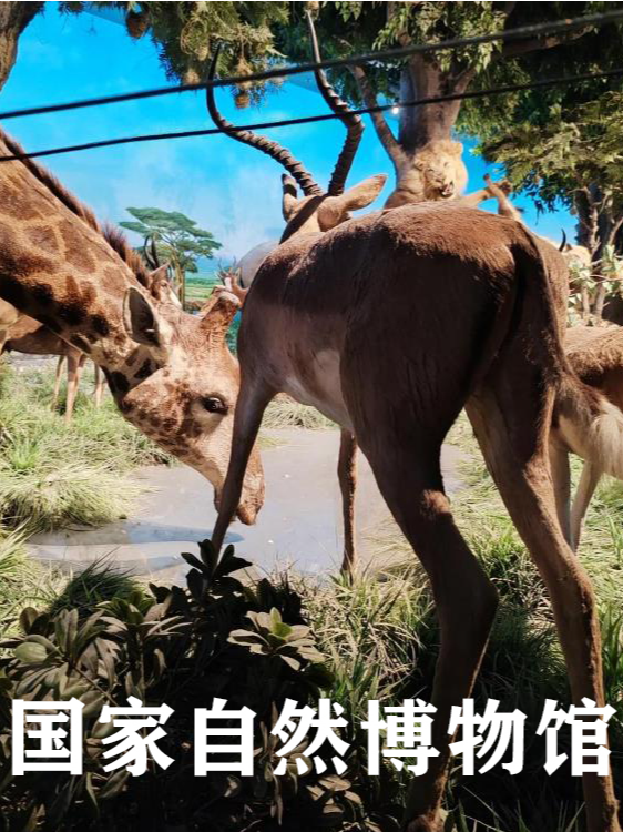 热门活动-【北京】自然博物【旅行玩乐】国家自然博物馆门票+讲解套餐