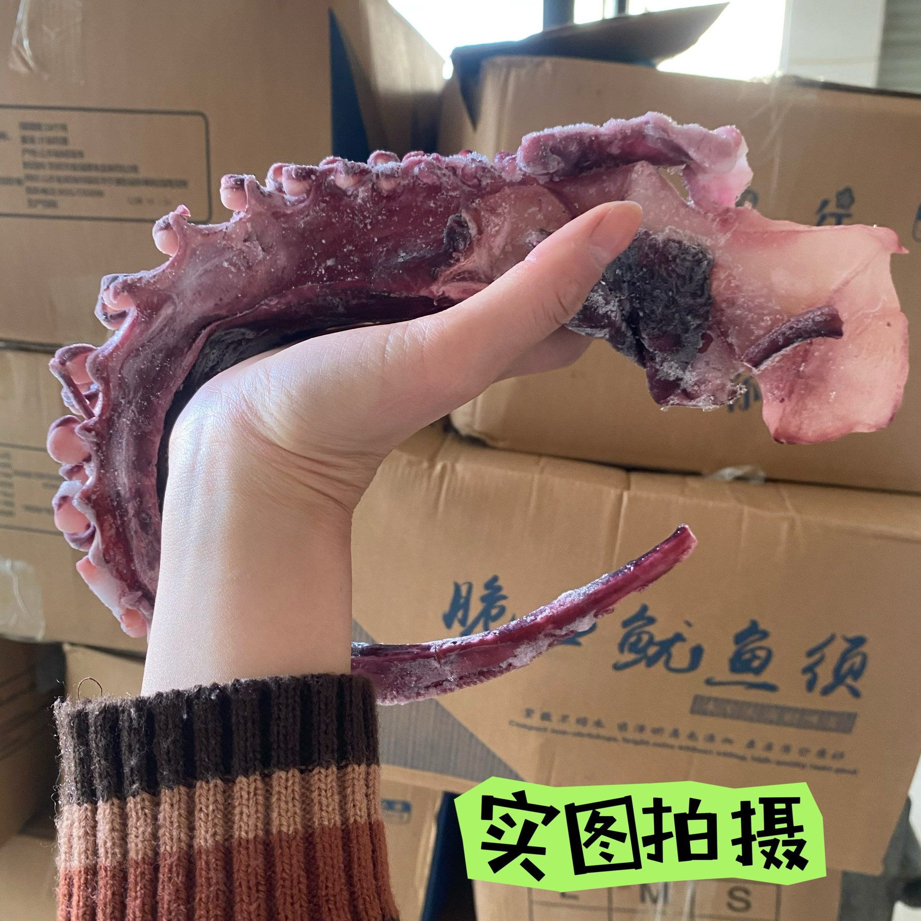 新鲜特大章鱼须新鲜冷冻大号章鱼足章鱼小丸子章鱼烧食材