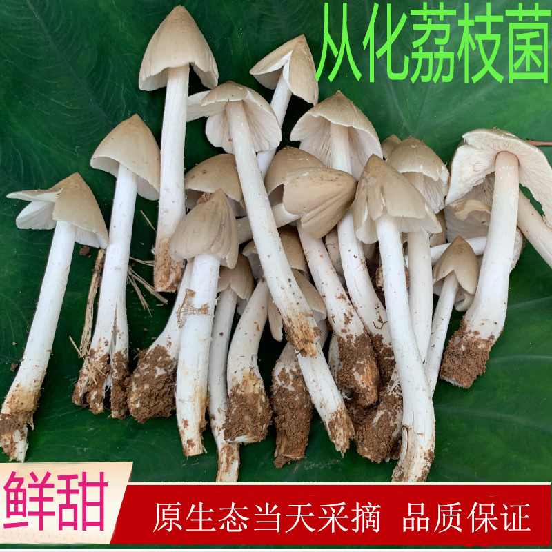 荔枝菌从化半开伞野生新鲜荔枝菇食用菌磨菇五月菇一斤装鸡枞菌-封面