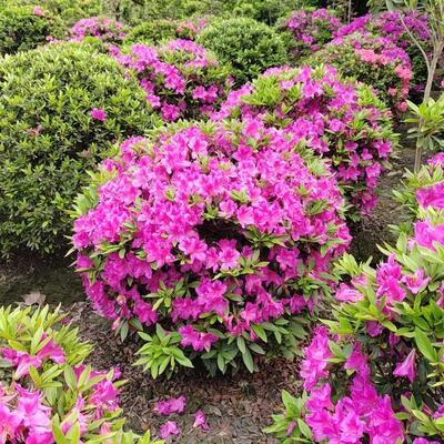 开花观叶/灌木批发价春秋夏常青