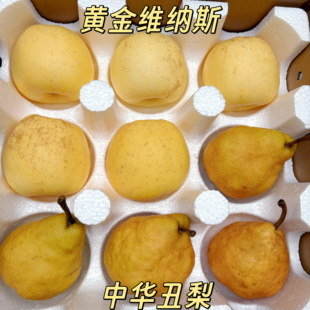 顺丰包邮三种拼箱山东威海自家果园直发维纳斯/爱香妃/中华丑梨