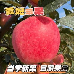 顺丰包邮自家种植威海爱妃苹果应季水果香脆甜二级果次果专用链接