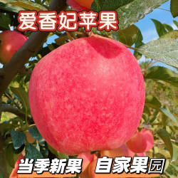 二级果次果链接!顺丰包邮自家种植威海爱香妃苹果应季水果香脆甜