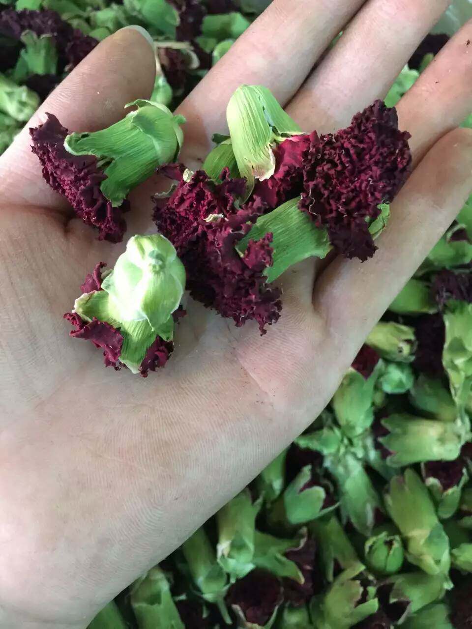 康乃馨花茶500g包邮无硫花草茶康乃馨干花茶500克散装