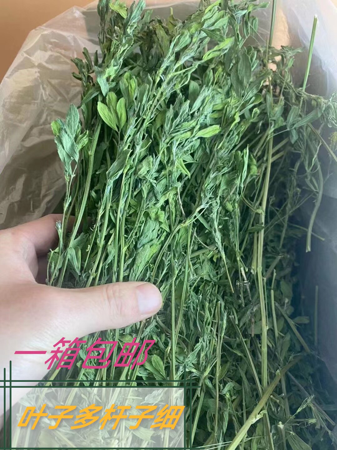 紫花苜蓿草兔粮岷宠乐便宜