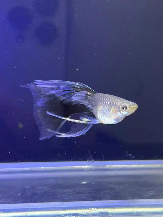 蓝礼服蝶翼缎带大c孔雀鱼热带小型淡水凤尾鱼繁殖鱼苗观赏小鱼