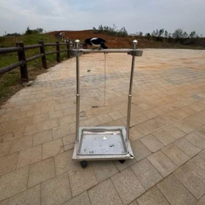 不锈钢鹦鹉观赏站杆架