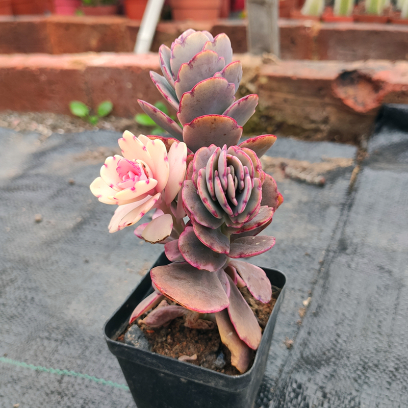 蝴蝶之舞锦多肉植物玉吊钟多头群生小老桩桌面绿植花卉盆栽防辐射 小绿dir 淘优券