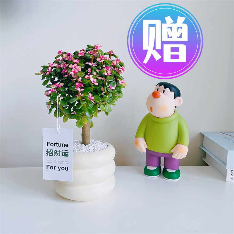 金枝玉叶四季开花室内外老桩