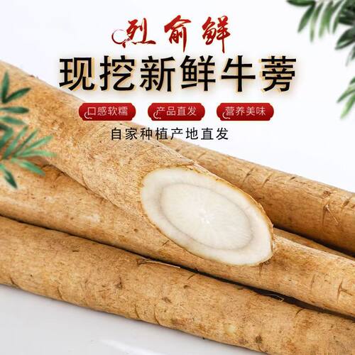 新鲜现挖黄皮牛蒡根榨汁牛蒡养生种植蔬菜牛蒡茶3—5斤装野生牛蒡