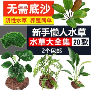 饰淡水植物莫斯沉木定植水榕水族箱套餐 懒人活体真水草鱼缸造景装