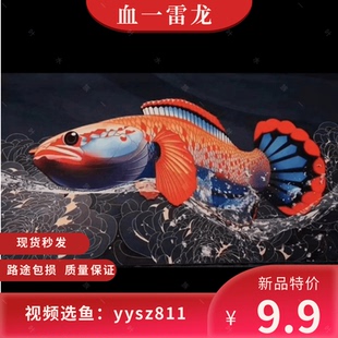 热带淡水观赏鱼血斑一型雷龙小型凶猛梦幻冰火雷龙原生进口雷龙鱼