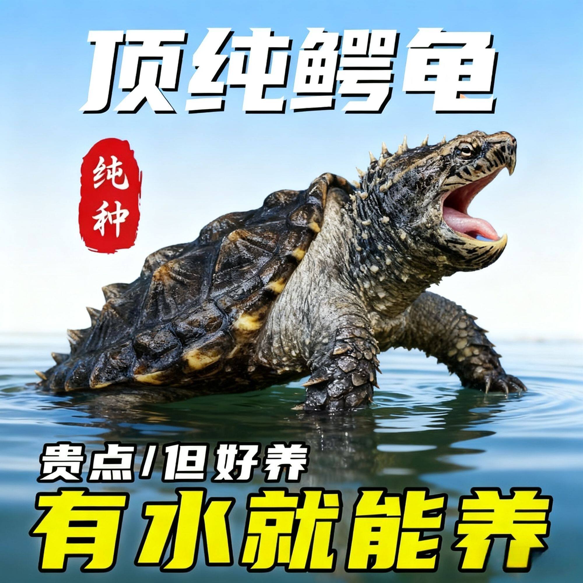 原种小鳄龟纯种活体宠物龟雌性杂食易养观赏龟苗宠物观赏龟淡水龟