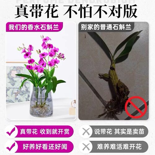 盆栽泼墨香水石斛花苗大花浓香四