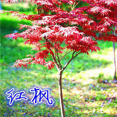 庭院绿化苗木 嫁接美国红枫树苗 红叶羽毛枫树 日本红枫植物盆栽