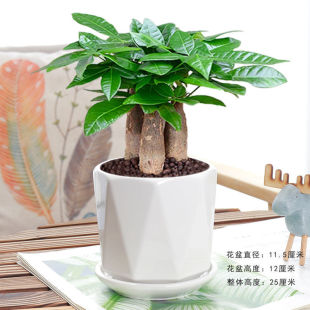 不需要阳光的绿植适合放卧室的发才树发财树招财植物小盆栽大粗杆