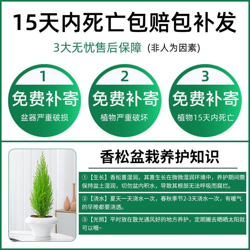 办公室内外金冠柏绿植四季常青圣诞树观叶小植物网红花卉