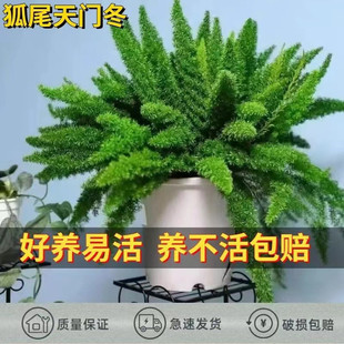 狐尾天门冬盆栽阳台庭院窗台常年生耐热好养易活四季多青观叶植物