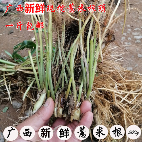 广西新鲜薏米草珠子500克