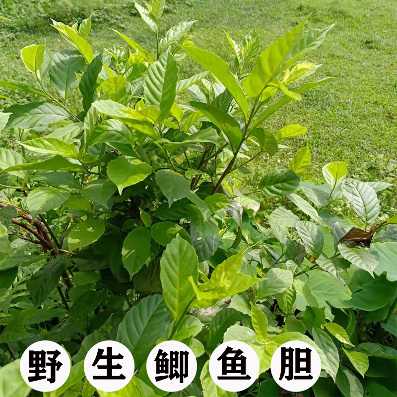 500g新鲜厚叶素馨鲫鱼胆樟叶茉莉青竹藤胆藤叶鲜品枝叶包邮