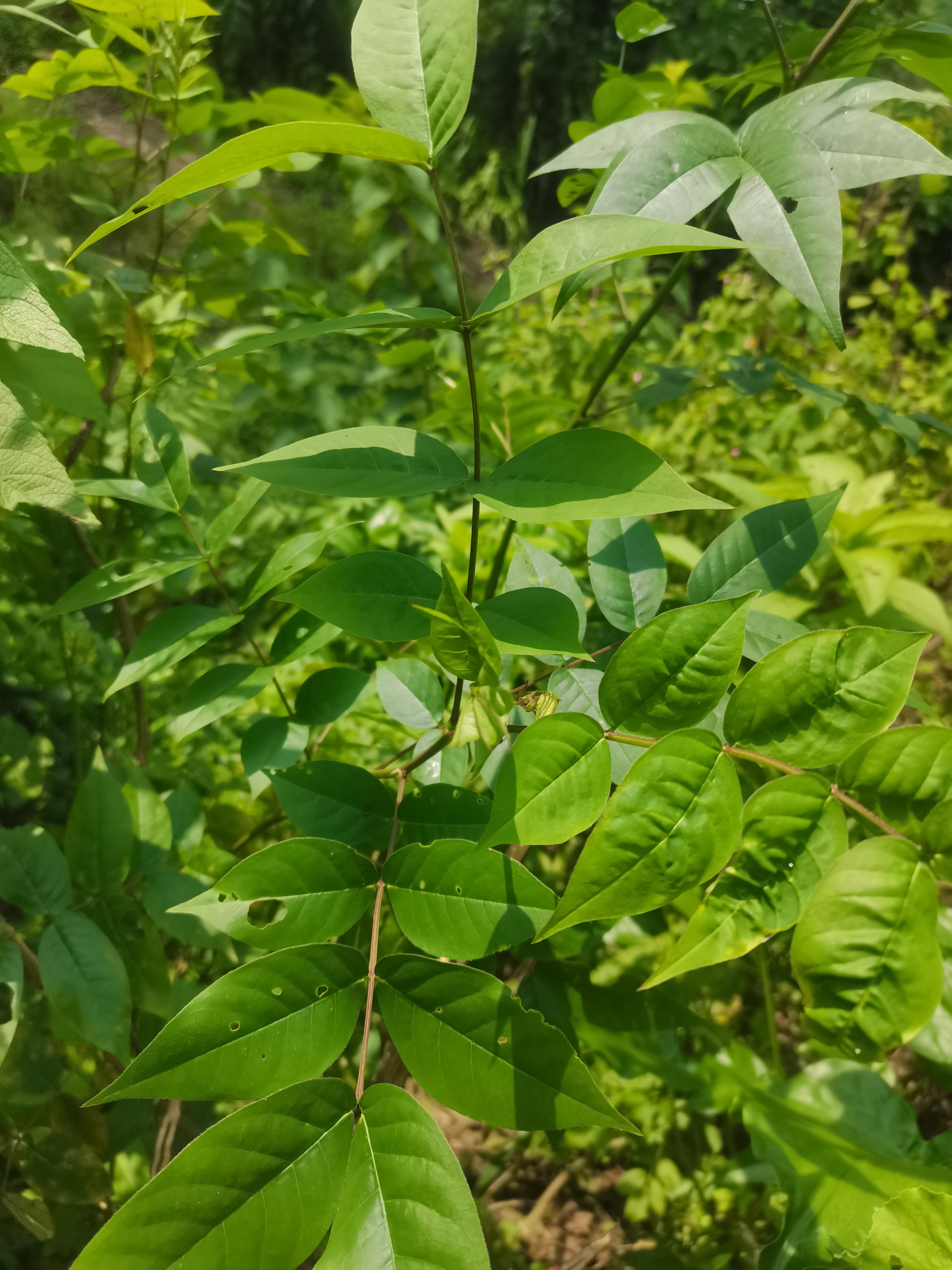 望江南草蛇灭门枝叶纯根整棵新鲜现挖野生羊角菜望江南现采