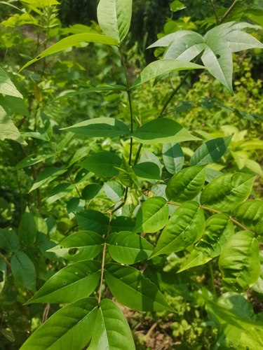 望江南草蛇灭门枝叶纯根整棵新鲜现挖野生羊角菜望江南现采