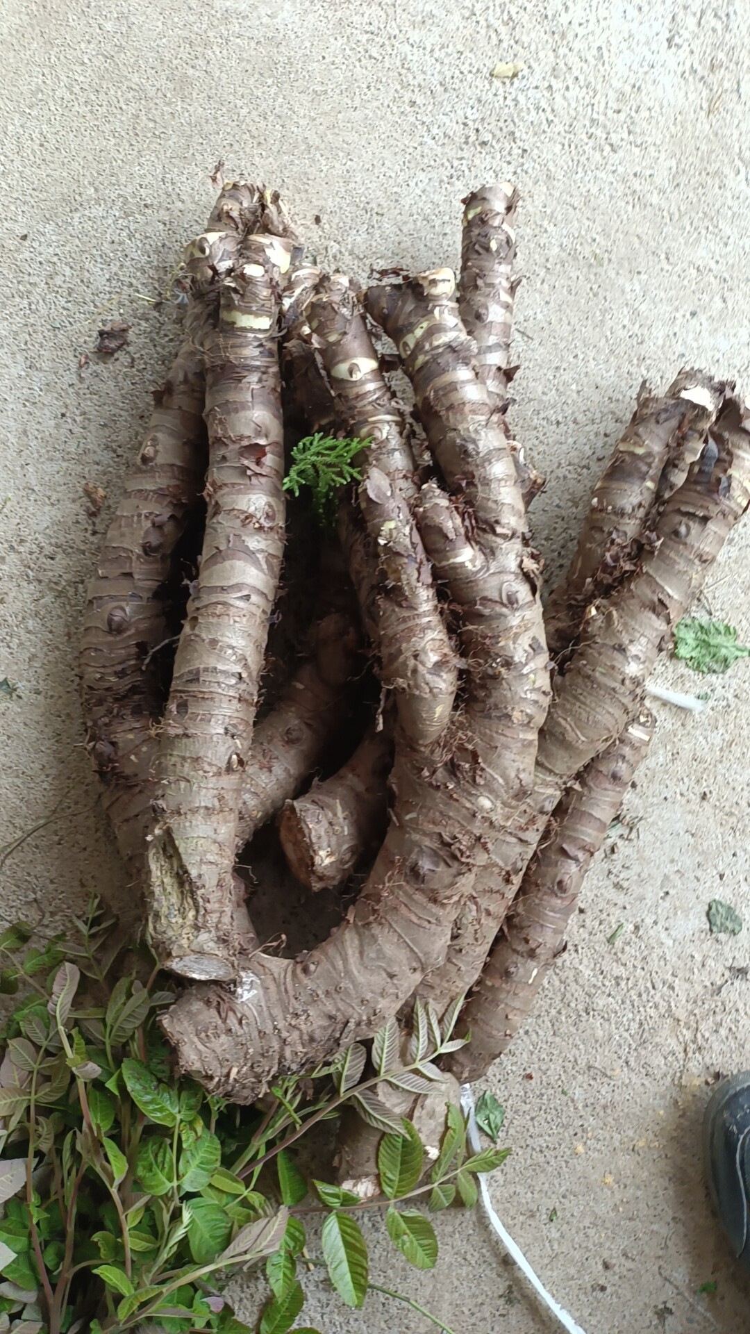 广西新鲜现采尖尾芋滴水观音老虎芋假海芋中草药种植苗500克包邮