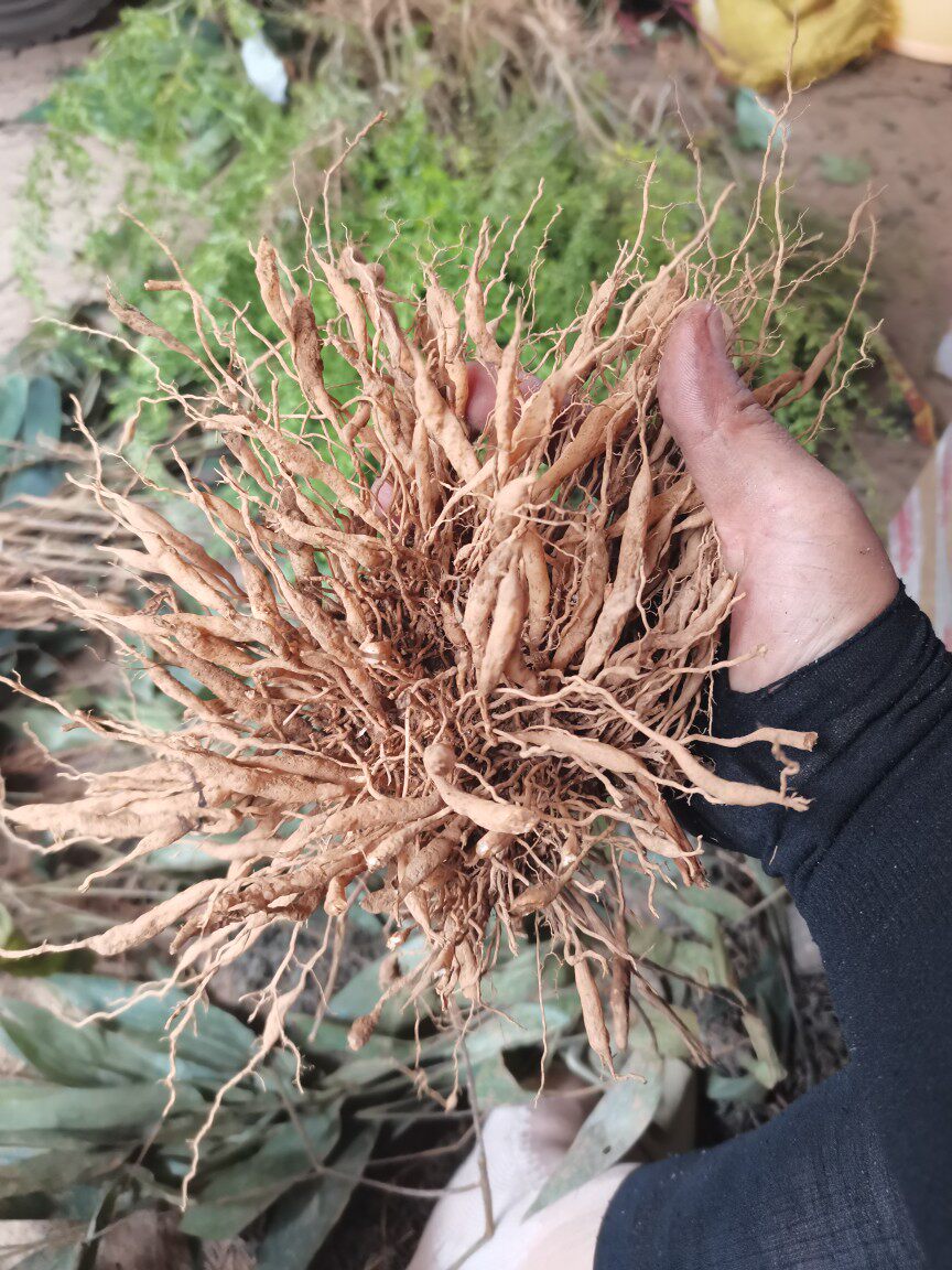 广西中药材淡竹叶纯根新货山鸡米竹叶茶纯根山鸡谷500克包邮