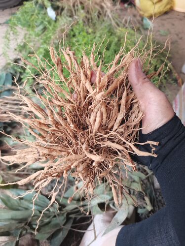 广西中药材淡竹叶纯根新货山鸡米竹叶茶纯根山鸡谷500克包邮