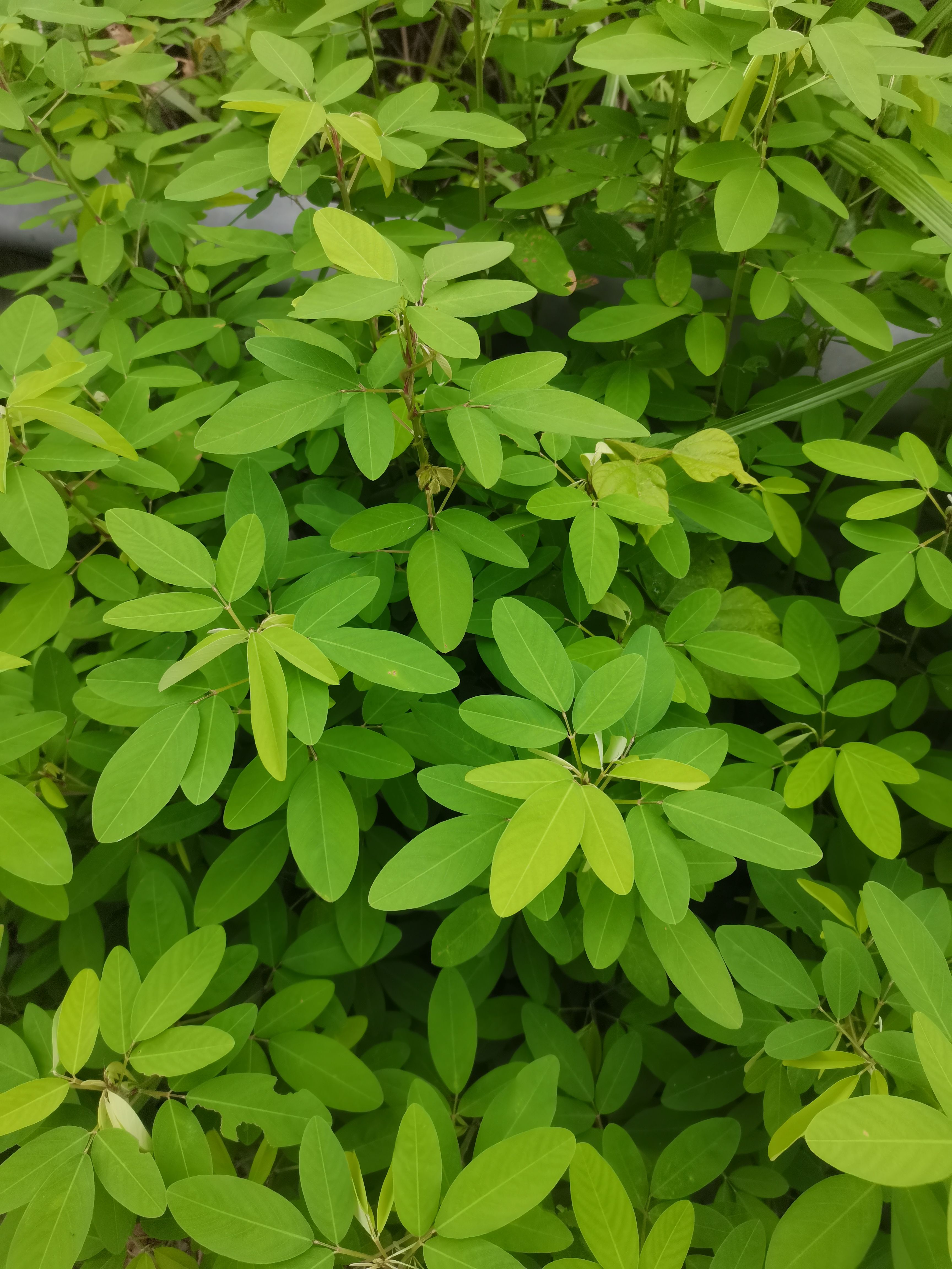 广西现釆新鲜 假地豆根 假花生纯根 壮筋草马料梢山佛豆500克包邮图片
